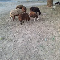 بره علفخور وبزماده