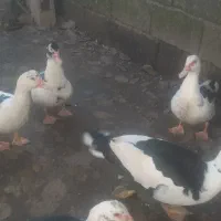 فروش اردک اسراییلی