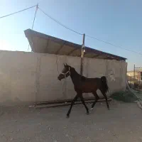 کره نریان عرب ایرانی.با خط خونیه عالی ۱۳ماهه