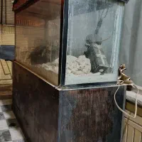 آکواریوم|ماهی|اصفهان, پوریای ولی|دیوار