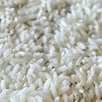 برنج بهنام کشت دوم امسال یک تن