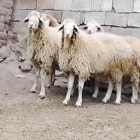 قوچ جوان اصل مغانی|حیوانات مزرعه|مرادلو, |دیوار