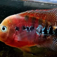 ماهی Red ویجا نر