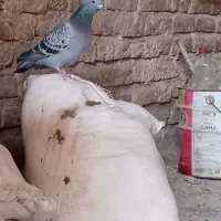 کفتر درجه یک