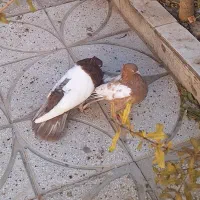 سینه زرد و سرخ