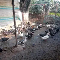 اردک اسرائیلی