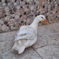 اوردک
