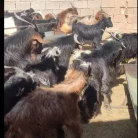 فروش تعداد 35راس کهره چاق