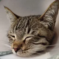 بچه گربه باهوش تمایل به همراهی با آدم ها