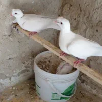 کبوتر سفید