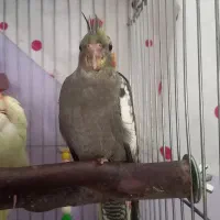 هروس هلندی بامزه نر