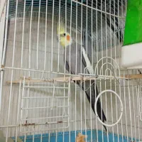 فروش‌عروس‌هلندی ‌نر