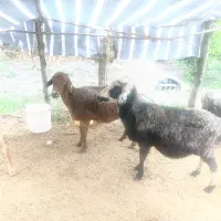 گوسفند ابستن دوعدد