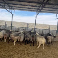 فروش میش آبستن / و تعداد ۸ راس قوچ/میش بره دار|حیوانات مزرعه|کازرون, |دیوار