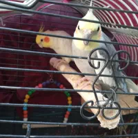 عروس هلندی لوتینو و گرینچیک