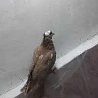 فروش|پرنده|شیروان (لرستان), |دیوار