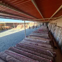 (قالیشویی باران)