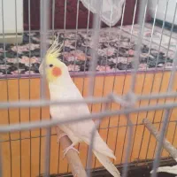 عروس هلندی
