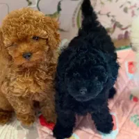 توله های زیبای پودل بسیار شیک و تمیز وارداتی