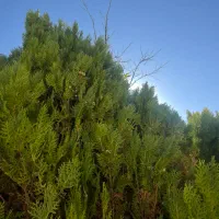 رهن-و-اجاره-مسکونی