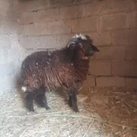 بره نر|حیوانات مزرعه|بندر امام خمینی, |دیوار