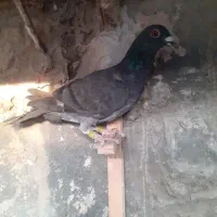 کفتر|پرنده|چناران, |دیوار