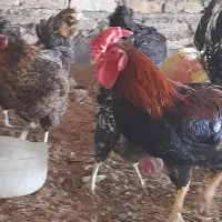 تخم مرغ نطفه دار گلین ریشو و خالدار|حیوانات مزرعه|تهران, شادآباد|دیوار