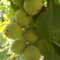 ۷۵۰۰ متر زمین و ۶۵۰ متر سوله|فروش دفتر صنعتی، کشاورزی، تجاری|رباط‌کریم, منجیل آباد|دیوار
