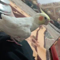 عروس هلندی گمشده|حیوانات|زهک, |دیوار