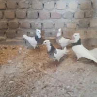 ۵تا ماده طوقی لون