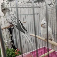 جفت عروس هلندی