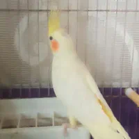 یک جفت عروس هلندی|پرنده|سراب, |دیوار