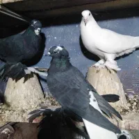 قره اغ گویروخ|پرنده|تبریز, |دیوار