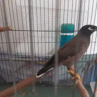 مینا نر سخنگو دستی|پرنده|تهران, راه آهن|دیوار