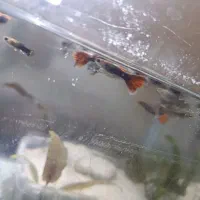 ماهی گوپی|ماهی|ارومیه, |دیوار