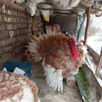 بوقلمون نر ماده