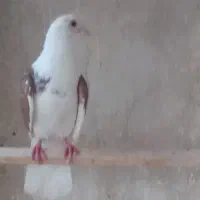 کفتر
