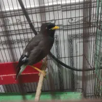 مرغ مینا