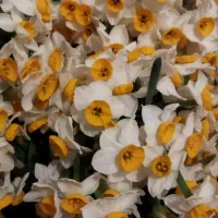 گل نرگس|گل و گیاه طبیعی|سوق, |دیوار