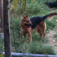 سگ ژرمن نروماده