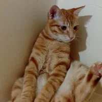 ۶ ماهشه نره|گربه|کرمانشاه, |دیوار