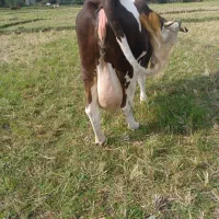 گاو سیمنتال