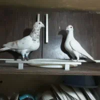 ۳تا کفتر غریب|پرنده|بجنورد, |دیوار