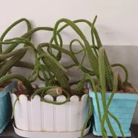 گل وکاکتوس سازگار ۶گلدان یک ملیون ودویست|گل و گیاه طبیعی|خمینی‌شهر, |دیوار