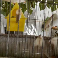 فنج|پرنده|ورامین, ورامین|دیوار