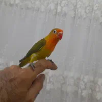 کوتوله عروس هلندی طوطی ملنگو قناری|پرنده|مشهد, خواجه ربیع|دیوار