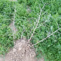 نهال عناب خرمایی ریشه لخت میبد