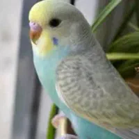پرنده ب