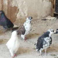 کبوتر