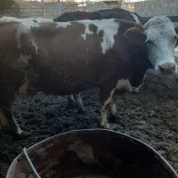 گاوشیری آبستن سنگین